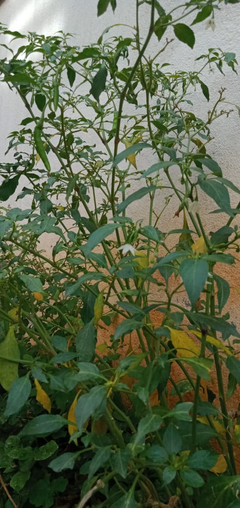 chilli